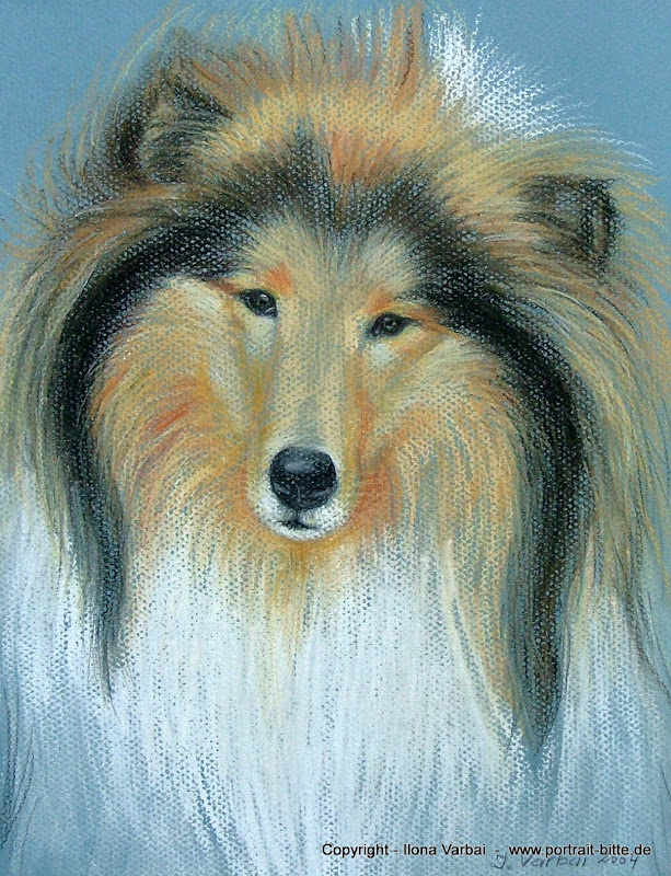 Collie-Portrait nach Foto